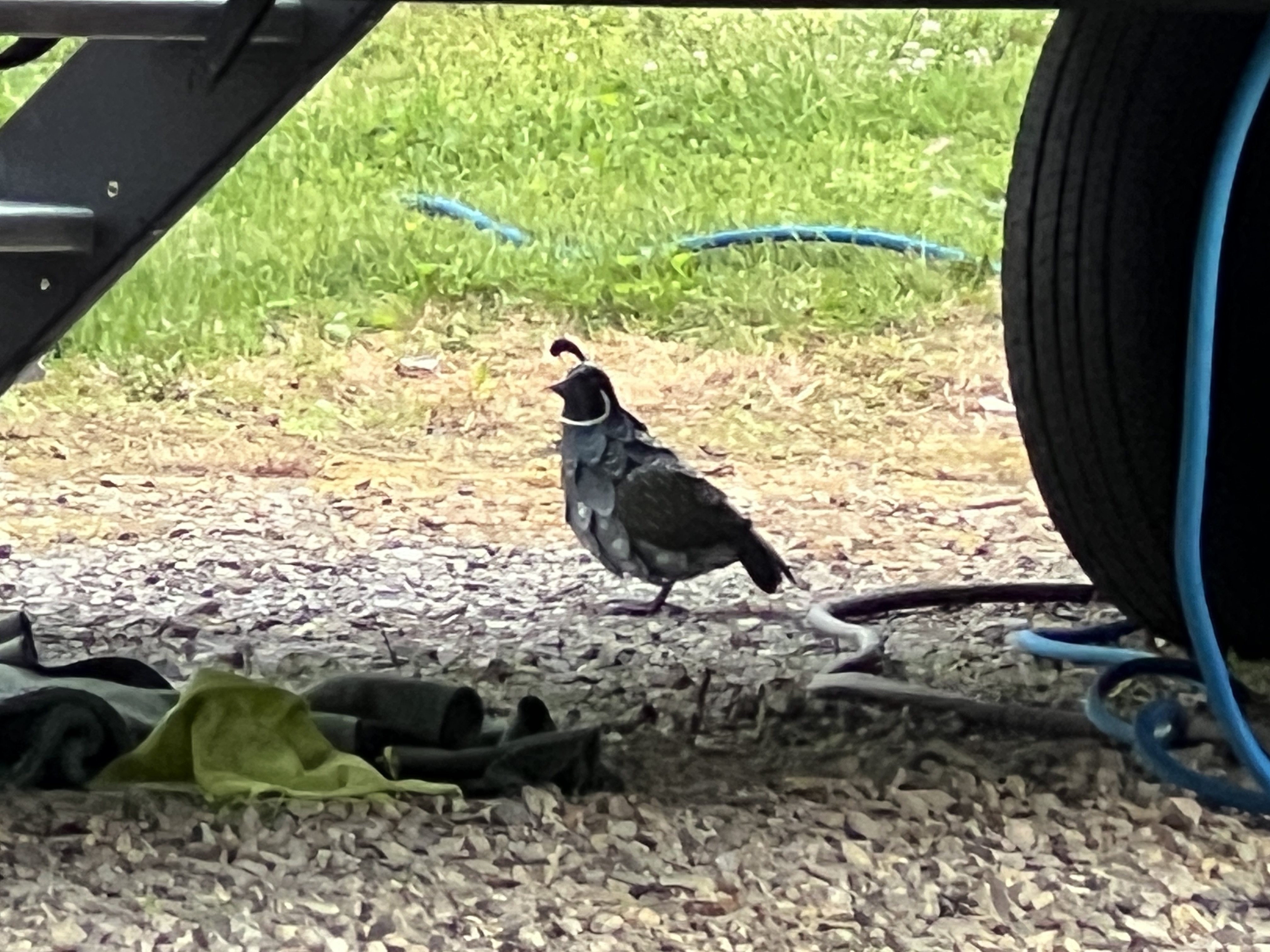 ./2025/04 - Virginia Creeper/IMG_5572.JPG